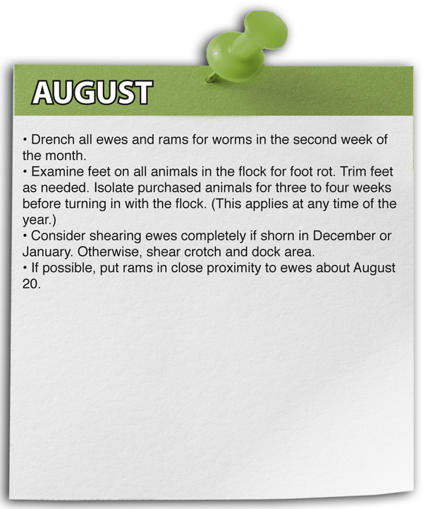 August Shepherd Schedule